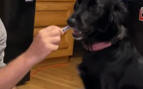 Dog Has Opposite Reactions to Having Teeth Brushed