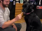 Dog Has Opposite Reactions to Having Teeth Brushed