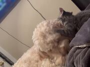 Dog and Cat Play Together on Bed