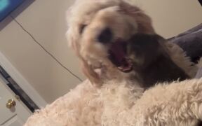 Dog and Cat Play Together on Bed