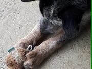 Smart Dog Learns How to Operate Her Toy