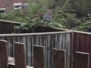 Cat Walks on Fence While Holding a Toy in Mouth