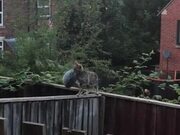 Cat Walks on Fence While Holding a Toy in Mouth