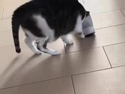 Cat Drags Shoe Around Floor With Face