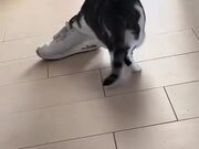 Cat Drags Shoe Around Floor With Face