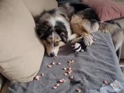Dog Sits Calmly on Couch After Creating Mess
