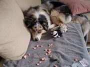 Dog Sits Calmly on Couch After Creating Mess