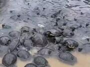 Person Watches Little Son Offer Food to Turtles