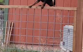 Dog Successfully Climbs Fence and Jumps Across