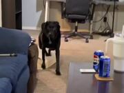 Dog Accidentally Knocks Over Soda Can