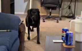Dog Accidentally Knocks Over Soda Can