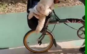 Puppy Wearing Sunglasses Enjoys Bike Ride