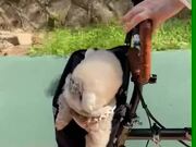 Puppy Wearing Sunglasses Enjoys Bike Ride