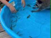 Raccoon Confusedly Grasps at Little Fish In Pool