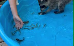 Raccoon Confusedly Grasps at Little Fish In Pool