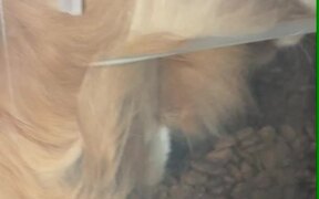 Cat Munching on Cat Food From Inside the Container
