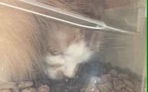 Cat Munching on Cat Food From Inside the Container