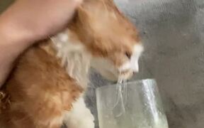 Cat Licks Face After Stealing Drink From Glass