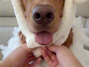 Dog Dresses Up as Lamb for Halloween
