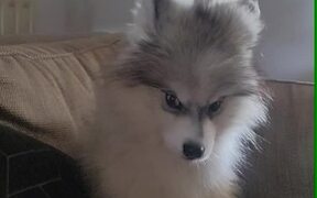 Husky Mix Puppy Howls Along With Owner