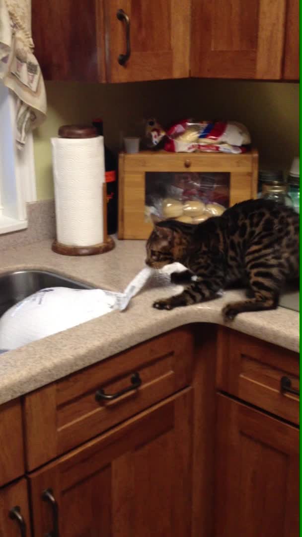 Cat Tries Her Best to Pull Defrosting Turkey Out