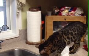 Cat Tries Her Best to Pull Defrosting Turkey Out