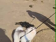 Puppy Plays With Own Leash on Walk at Beach