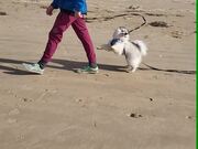 Puppy Plays With Own Leash on Walk at Beach