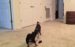 Dogs Engage in Heated Game of Tug of War
