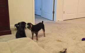 Dogs Engage in Heated Game of Tug of War