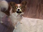 Dog Looks Hilarious With Broken Ball in Her Mouth