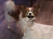 Dog Looks Hilarious With Broken Ball in Her Mouth