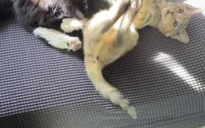 Two Cats Playfully Fight With Each Other