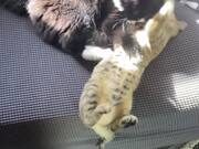 Two Cats Playfully Fight With Each Other