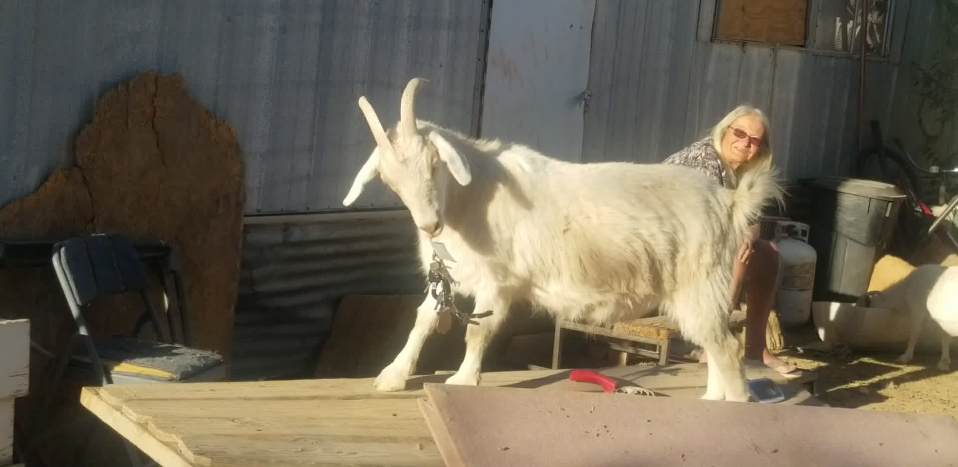 Wether Goat Plays With Bunch of Keys