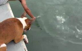 Guy Topples Into Water While Trying to Feed Fish
