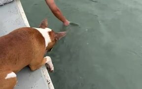 Guy Topples Into Water While Trying to Feed Fish
