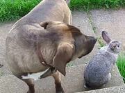 Dog and Rabbit Play Together