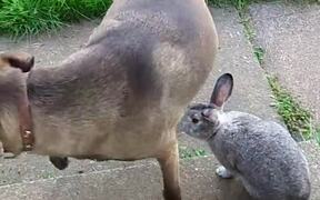 Dog and Rabbit Play Together