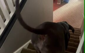Great Dane Farts While Running Downstairs