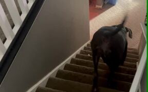 Great Dane Farts While Running Downstairs