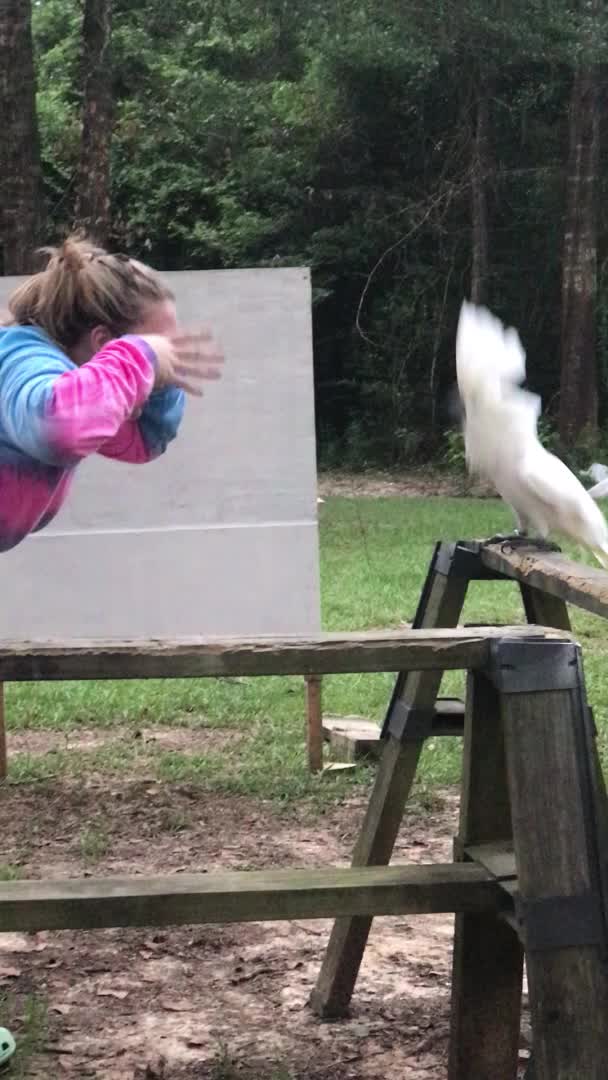 Umbrella Cockatoo Bird Reacts to Woman