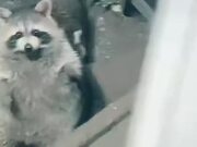 Woman Feeds Gaze of Raccoons