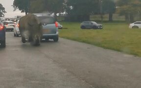 Rhino Runs Free Through Middle of Road