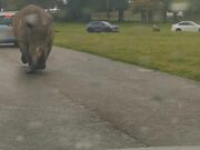 Rhino Runs Free Through Middle of Road