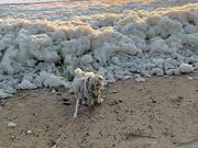 Playful Dog Jumps Into Sea Foam in Excitement