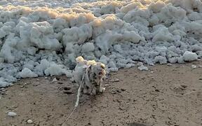 Playful Dog Jumps Into Sea Foam in Excitement