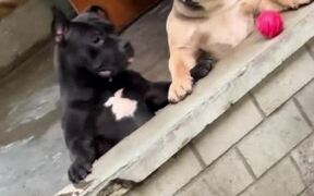 Girl Greets Her Neighbourhood Dogs From Window