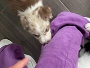 Dog Comes to Owner's Rescue