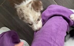 Dog Comes to Owner's Rescue